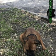 Подробнее об объявлении «Найдена собака породы боксёр, 1-2 года. Ростов-на-Дону» Фото: найдена собака Боксер «Найдена собака породы боксёр, 1-2 года....» в г. Ростов-на-Дону