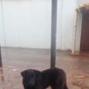 Подробнее об объявлении «Новомосковск Найдена собака кобель» Фото: найдена собака  «Новомосковск Найдена собака кобель» в г. Новомосковск