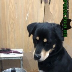 Подробнее об объявлении «Найдена собака кобель умный добрый ласковый Москва» Фото: найдена собака Ротвейлер «Найдена собака кобель умный добрый ласковый Москва» в г. Москва