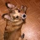 Подробнее об объявлении «Рыбинск Найдена собака» Фото: найдена собака  «Рыбинск Найдена собака» в г. Рыбинск