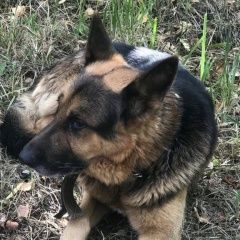 Подробнее об объявлении «Нахабино Найдена собака кобель немецкой овчарки» Фото: найдена собака Немецкая овчарка «Нахабино Найдена собака кобель немецкой овчарки» в г. Нахабино