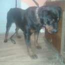 Подробнее об объявлении «Щекино Найдена собака ротвейлер» Фото: найдена собака Ротвейлер «Щекино Найдена собака ротвейлер» в г. Щекино