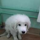 Подробнее об объявлении «Красноярск Найдена собака кобель белый щенок. предположительно овчарка» Фото: найдена собака  «Красноярск Найдена собака кобель белый щенок....» в г. Красноярск