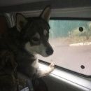 Подробнее об объявлении «Найдена собака кобель мо, метис хаски/маламута Химки» Фото: найдена собака  «Найдена собака кобель мо, метис хаски/маламута...» в г. Химки