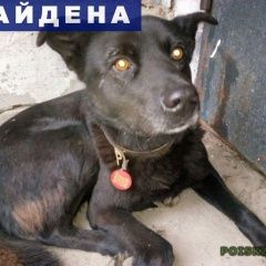 Подробнее об объявлении «Найдена собака Ульяновск» Фото: найдена собака  «Найдена собака Ульяновск» в г. Ульяновск