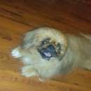 Подробнее об объявлении «Найдена собака кобель пекинес Нижний Новгород» Фото: найдена собака Пекинес «Найдена собака кобель пекинес Нижний Новгород» в г. Нижний Новгород