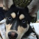 Подробнее об объявлении «Кондрово Найдена собака щенок - месяцев» Фото: найдена собака  «Кондрово Найдена собака щенок - месяцев» в г. Кондрово