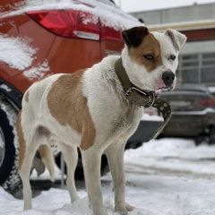 Подробнее об объявлении «Найдена собака кобель метис стаффа, самец. район бауманской Москва» Фото: найдена собака  «Найдена собака кобель метис стаффа, самец....» в г. Москва
