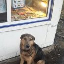 Подробнее об объявлении «Самара Найдена собака кобель собака» Фото: найдена собака  «Самара Найдена собака кобель собака» в г. Самара