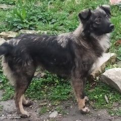 Подробнее об объявлении «Найдена собака. Феодосия» Фото: найдена собака  «Найдена собака. Феодосия» в г. Феодосия