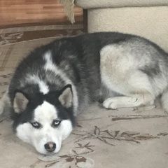 Подробнее об объявлении «Найдена собака хаска девочка Москва» Фото: найдена собака Сибирская хаски «Найдена собака хаска девочка Москва» в г. Москва