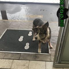 Подробнее об объявлении «Найдена собака Москва» Фото: найдена собака  «Найдена собака Москва» в г. Москва