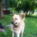 Подробнее об объявлении «Москва Найдена собака кобель светло-рыжий кобель, добряк и умничка» Фото: найдена собака  «Москва Найдена собака кобель светло-рыжий...» в г. Москва