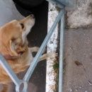 Подробнее об объявлении «Химки Найдена собака в химках видели собаку» Фото: найдена собака  «Химки Найдена собака в химках видели собаку» в г. Химки