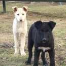 Подробнее об объявлении «Климовск Найдена собака» Фото: найдена собака  «Климовск Найдена собака» в г. Климовск