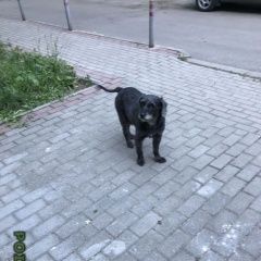 Подробнее об объявлении «Мытищи Найдена собака кобель» Фото: найдена собака  «Мытищи Найдена собака кобель» в г. Мытищи