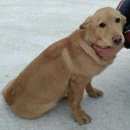 Подробнее об объявлении «Найдена собака кобель срочно ищем хозяина    Ангарск» Фото: найдена собака  «Найдена собака кобель срочно ищем хозяина...» в г. Ангарск