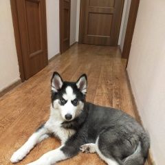 Подробнее об объявлении «Липецк Найдена собака» Фото: найдена собака  «Липецк Найдена собака» в г. Липецк