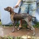 Подробнее об объявлении «Найдена собака кобель Ставрополь» Фото: найдена собака Курцхаар «Найдена собака кобель Ставрополь» в г. Ставрополь