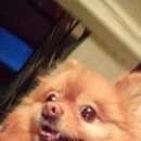 Подробнее об объявлении «Найдена собака шпиц, девочка Электросталь» Фото: найдена собака Немецкий шпиц «Найдена собака шпиц, девочка Электросталь» в г. Электросталь