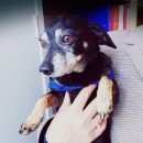 Подробнее об объявлении «Найдена собака кобель Смоленск» Фото: найдена собака Той-терьер «Найдена собака кобель Смоленск» в г. Смоленск