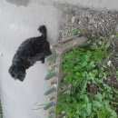 Подробнее об объявлении «Найдена собака Нижний Новгород» Фото: найдена собака  «Найдена собака Нижний Новгород» в г. Нижний Новгород