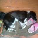 Подробнее об объявлении «Найдена собака Череповец» Фото: найдена собака  «Найдена собака Череповец» в г. Череповец