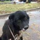 Подробнее об объявлении «Найдена собака кобель 17.11.2017 район новые водники Долгопрудный» Фото: найдена собака  «Найдена собака кобель 17.11.2017 район новые...» в г. Долгопрудный