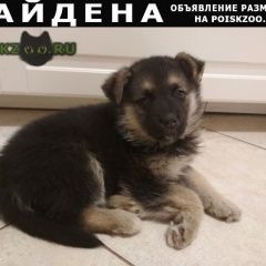 Подробнее об объявлении «Найдена собака кобель щенок в дар Одинцово» Фото: найдена собака  «Найдена собака кобель щенок в дар Одинцово» в г. Одинцово