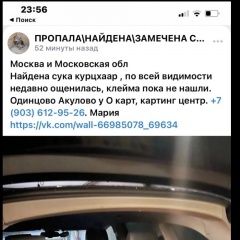 Подробнее об объявлении «Найдена собака сука дратхаара (курцхаара?) Москва» Фото: найдена собака Дратхаар «Найдена собака сука дратхаара (курцхаара?) Москва» в г. Москва