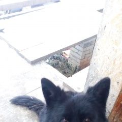 Подробнее об объявлении «Конаково Найдена собака кобель» Фото: найдена собака  «Конаково Найдена собака кобель» в г. Конаково