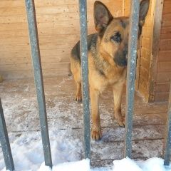 Подробнее об объявлении «Лобня Найдена собака немецкая овчарка сука. рогачевское шоссе» Фото: найдена собака Немецкая овчарка «Лобня Найдена собака немецкая овчарка сука....» в г. Лобня