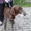 Подробнее об объявлении «Найдена собака кобель курцхаар Раменское» Фото: найдена собака Курцхаар «Найдена собака кобель курцхаар Раменское» в г. Раменское