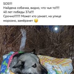 Подробнее об объявлении «Красноярск Найдена собака» Фото: найдена собака  «Красноярск Найдена собака» в г. Красноярск