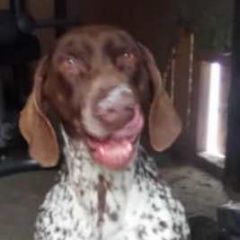 Подробнее об объявлении «Найдена собака кобель. кобель курцхаара Лотошино» Фото: найдена собака Курцхаар «Найдена собака кобель. кобель курцхаара Лотошино» в г. Лотошино