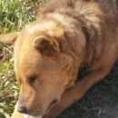 Подробнее об объявлении «Найдена собака кобель рыжего цвета. в селе татищев-погост. Ростов» Фото: найдена собака  «Найдена собака кобель рыжего цвета. в селе...» в г. Ростов