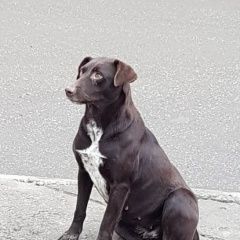 Подробнее об объявлении «Найдена собака девочка курцхаара Пятигорск» Фото: найдена собака Курцхаар «Найдена собака девочка курцхаара Пятигорск» в г. Пятигорск