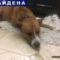 Подробнее об объявлении «Липецк Найдена собака кобель» Фото: найдена собака  «Липецк Найдена собака кобель» в г. Липецк