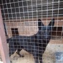Подробнее об объявлении «Старая Купавна Найдена собака кобель немецкой овчарки» Фото: найдена собака Немецкая овчарка «Старая Купавна Найдена собака кобель немецкой...» в г. Старая Купавна
