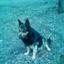 Подробнее об объявлении «Воронеж Найдена собака» Фото: найдена собака Немецкая овчарка «Воронеж Найдена собака» в г. Воронеж