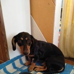 Подробнее об объявлении «Шахты Найдена собака» Фото: найдена собака Такса «Шахты Найдена собака» в г. Шахты