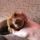 Подробнее об объявлении «Найдена собака Электросталь» Фото: найдена собака Той-терьер «Найдена собака Электросталь» в г. Электросталь