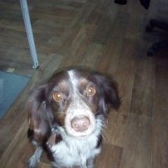 Подробнее об объявлении «Найдена собака нашлась собака Аксай (Ростовская обл.)» Фото: найдена собака  «Найдена собака нашлась собака Аксай (Ростовская...» в г. Аксай (Ростовская обл.)