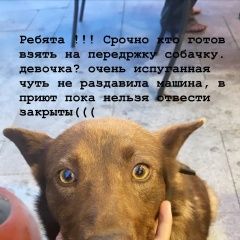 Подробнее об объявлении «Найдена собака Москва» Фото: найдена собака  «Найдена собака Москва» в г. Москва