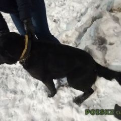 Подробнее об объявлении «Кохма Найдена собака кобель г. лабрадор» Фото: найдена собака Лабрадор ретривер «Кохма Найдена собака кобель г. лабрадор» в г. Кохма