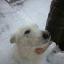 Подробнее об объявлении «Киров (Кировская обл.) Найдена собака кобель» Фото: найдена собака  «Киров (Кировская обл.) Найдена собака кобель» в г. Киров (Кировская обл.)