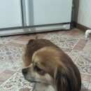 Подробнее об объявлении «Найдена собака кобель пекинес мальчик Тюмень» Фото: найдена собака Пекинес «Найдена собака кобель пекинес мальчик Тюмень» в г. Тюмень