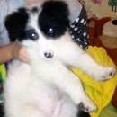 Подробнее об объявлении «Боровск Найдена собака кобель щенок в ошейнике от блох» Фото: найдена собака  «Боровск Найдена собака кобель щенок в ошейнике...» в г. Боровск