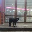 Подробнее об объявлении «Воронеж Найдена собака» Фото: найдена собака  «Воронеж Найдена собака» в г. Воронеж