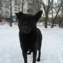 Подробнее об объявлении «Москва Найдена собака кобель» Фото: найдена собака  «Москва Найдена собака кобель» в г. Москва